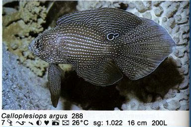 Calloplesiops argus